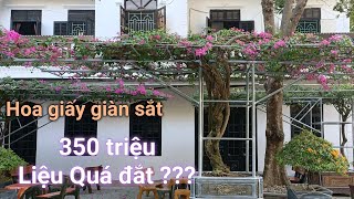 Giàn hoa giấy đẹp sau 2 tháng kích thích nở hoa, giá thị trường của Hoa giấy