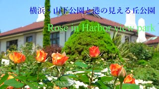 横浜・山下公園と港の見える丘公園 [4K] Rose in Harbor view park #バラ #ローズガーデン#横浜#rose #rosegarden