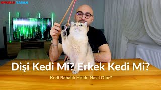 Dişi Kedi Mi? Erkek Kedi Mi? Tercih Etmeliyim? Eşlemelerde Babalık Hakkı Nasıl Olur? Part1