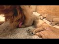 Mother Labradoodle Licking And Cleaning Her Newborn Puppies | ASMR Dog Licking