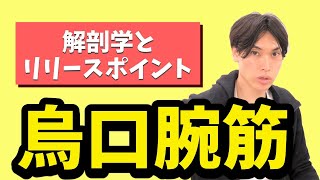 【肩関節の臨床力アップ】 烏口腕筋の機能解剖と筋膜リリースのポイント　肩関節周囲炎結帯の痛み