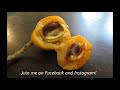 growing loquat trees from seed how to