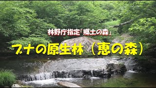 ブナの原生林が有る恵の森へ行ってきました