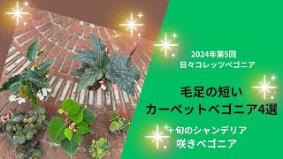 2024年第5回　日々コレッツベゴニア「毛足の短いカーペットベゴニア4選」