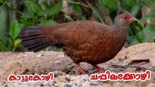 കാട്ടുകോഴി | ചപ്പിലക്കോഴി | കരിയിലക്കോഴി | Gray Junglefowl | Wildfowl | Aviyal Media by Das Pakkat