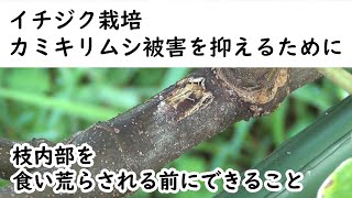 イチジク栽培　カミキリムシ被害を抑えるために