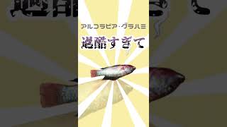 【雑学】生きる為に生茹でになる魚 #shorts