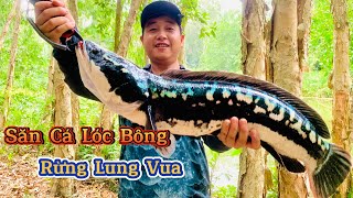 Câu cá lóc bông rừng lung vua và những cú táp kinh hoàng Tập 1   #DươngBìnhFishing | CÂU CÁ GIẢI TRÍ