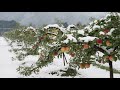 Japan's Hidden Apple Farming Technique: Harvesting Apples Under Snow!