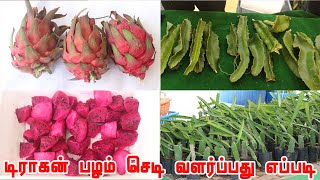 டிராகன் பழம் செடி வளர்ப்பது எப்படி | Dragon fruit plant | Dragon fruit plantation | டிராகன் ஃப்ரூட்