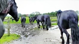 Mares: We really don't want to go outside anymore! Please ... Friesian Horses.