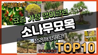 소나무묘목 추천 판매순위 Top10 || 가격 평점 후기 비교