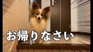 【帰宅後ルーティーン】【パピヨン】毎日階段の上からお出迎え【犬】がいる生活