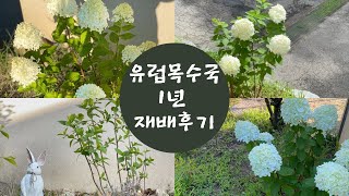 유럽목수국 라임라이트, 여름내내 수려한 꽃의 향연(feat. 1년간 가꾼 정원사)