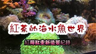 我的兩尺海水缸重新造景紀錄📝 ～ RedSea Reefer170~ 紅海缸『紅茶海水魚世界』20200523