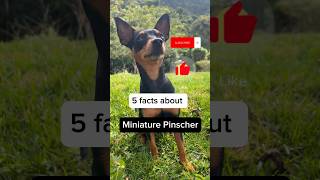 Part II: 5 facts about Mini Pinscher🤓 #minipinscher #miniaturepinscher #dogshorts #dogfacts #dogsong