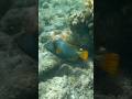 Orange-lined Triggerfish in Koodoo island #maldives #shorts