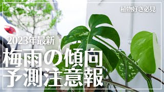 【2023年最新“梅雨情報”】観葉植物が喜ぶ？泣く？梅雨が来る！