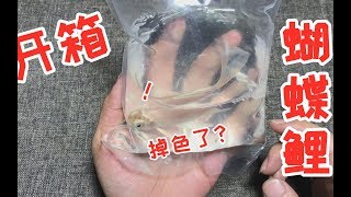 拼多多网购1条“蝴蝶鲤”，这条鱼看着好想笑，怎么还掉色了呢？