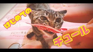 初めてのチャオチュールで凶暴化する猫元気くん😧大興奮！