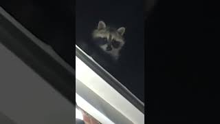 Unexpected Guests: Raccoons Crash the Party at My Toronto Home! | Wild Toronto Encounter #trending