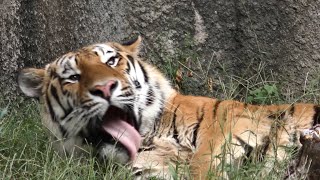 アムールトラ　アースくん　自由気ままな様子です　【のんほいパーク】Amur tiger Earth-kun Toyohashi Zoo