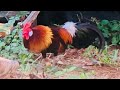 Red jungle fowl , kokok ayam hutan