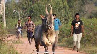 Furious Jallikattu stud bull running like chetah, Bellikere veera kannadiga