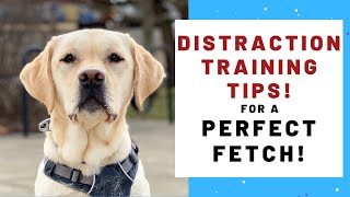 Dog Training Tips For FOCUSED FETCHING!
