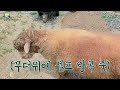 우울증에 걸렸던 수탉이 급변했습니다 ㅋㅋㅋㅋㅋ