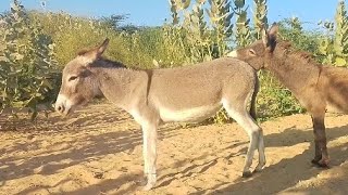 donkey#enjoy#viral