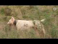 la montería como gestión cinegética cazadores de lances