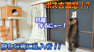 姉ちゃんとの静かな夜を邪魔され、激おこぷんぷんな巨猫のボス吉