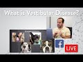 Vestibular Disease in Small Animals || Facebook Live Q & A with Dr. Wong