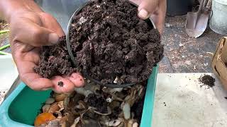 4 Tray Worm Compost Kit to Review