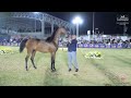 N 195 HALA   Iksal Arabian Horse Show   Fillys 2021 C Class 17