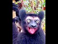 ⚠️💀🔥different monkeys weird sounds 😳💀😰 monkeysound trollface edit lolfx funk tremding