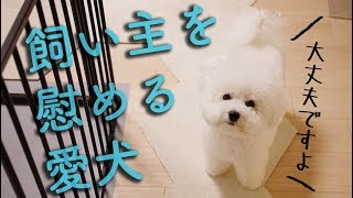 飼い主を慰める愛犬｜理不尽な出来事に絶句…ビションフリーゼわたまる