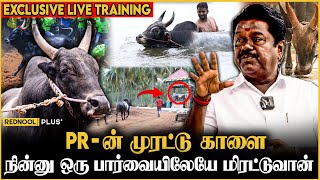 இவன புடிக்க கிட்ட வந்தாலே தூக்கி வீசிடுவான் - Live Visit To P. Rajasekaran Farm | Jallikattu