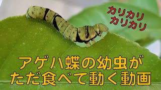 こんなかわいいアゲハ蝶の幼虫見たことない！ Eating and walking caterpillar of swallowtail butterfly