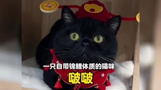 一只自带锦鲤体质的好运小猫#小猫治愈世界 #这猫看得我心情忐忑