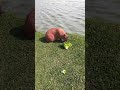 capybara tries lettuce doesn t like it