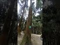 Rishop pine-tree forest