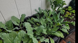 Planting for winter in Zone 7B snow California