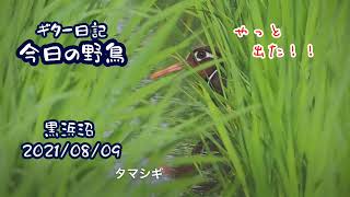 ギター日記　今日の野鳥　・　黒浜沼　2021年8月9日