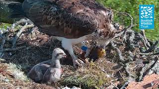 All You Can Eat Fish Buffet - (Loch of the Lowes Osprey Webcam 2023)