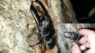 사슴벌레와 장수풍뎅이를 잡아서 키워보자! 곤충채집 stag beetle