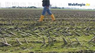 Eerste West-Friese kievitsei in Obdam gevonden