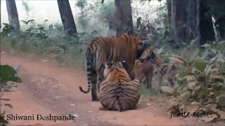 Tadoba Choti Tara's Sub Adult - ChotaMatka and Tarachand - Two Brothers October 2018