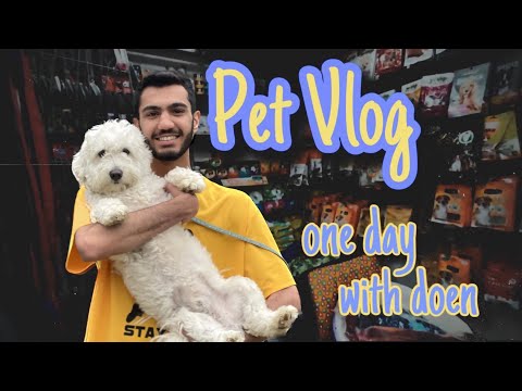 Pet Vlog Youtube